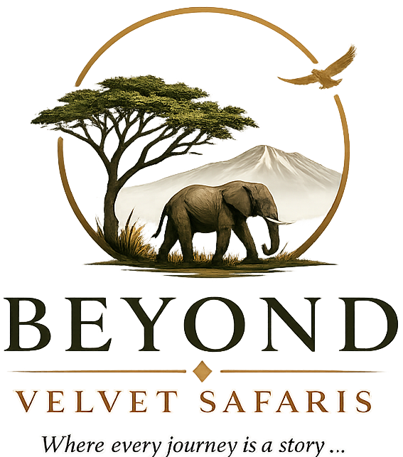 beyondvelvetsafaris.com