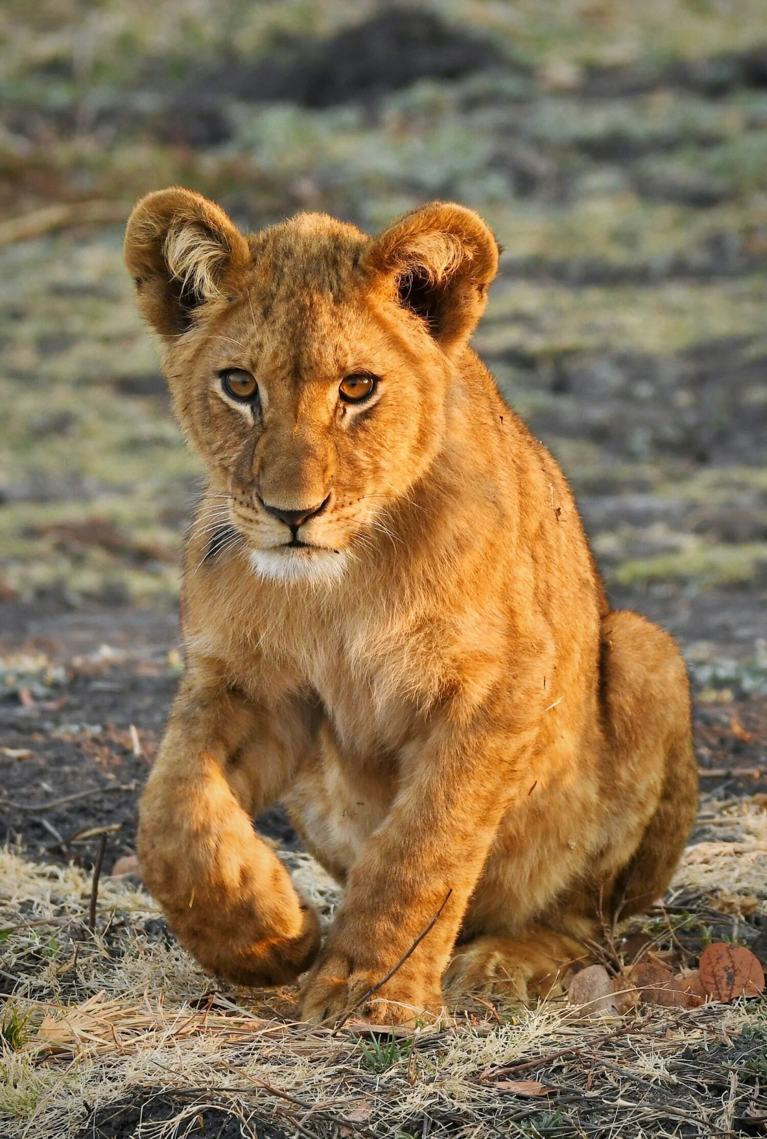 Zambia/Zibambwe