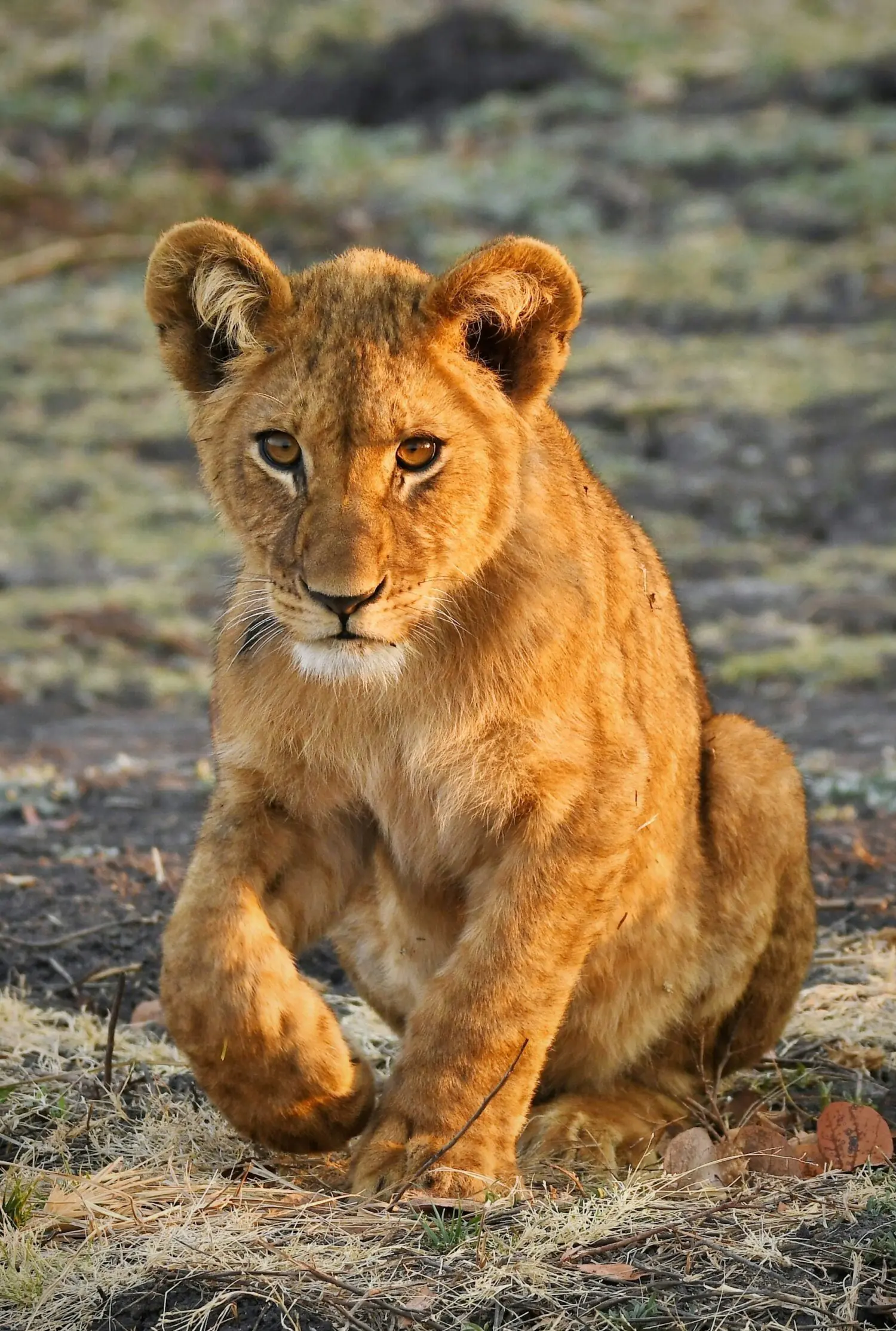 Zambia/Zibambwe