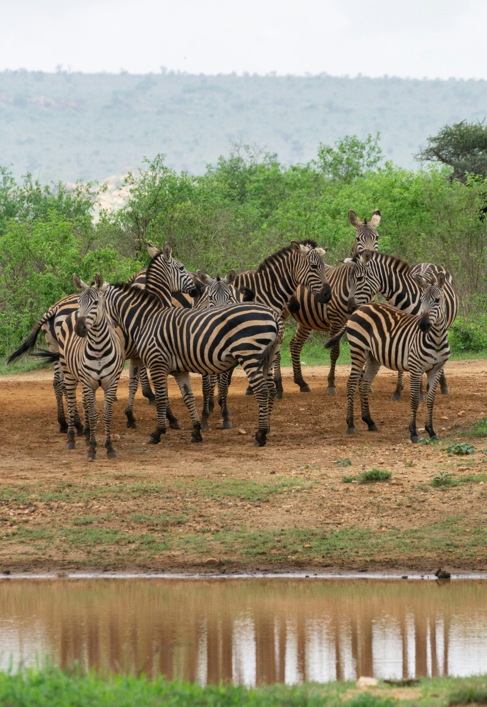 Tsavo